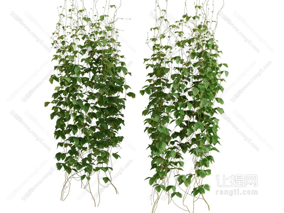 现代藤蔓植物