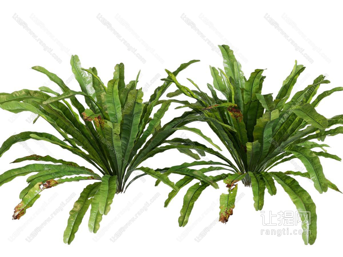 现代花草植物