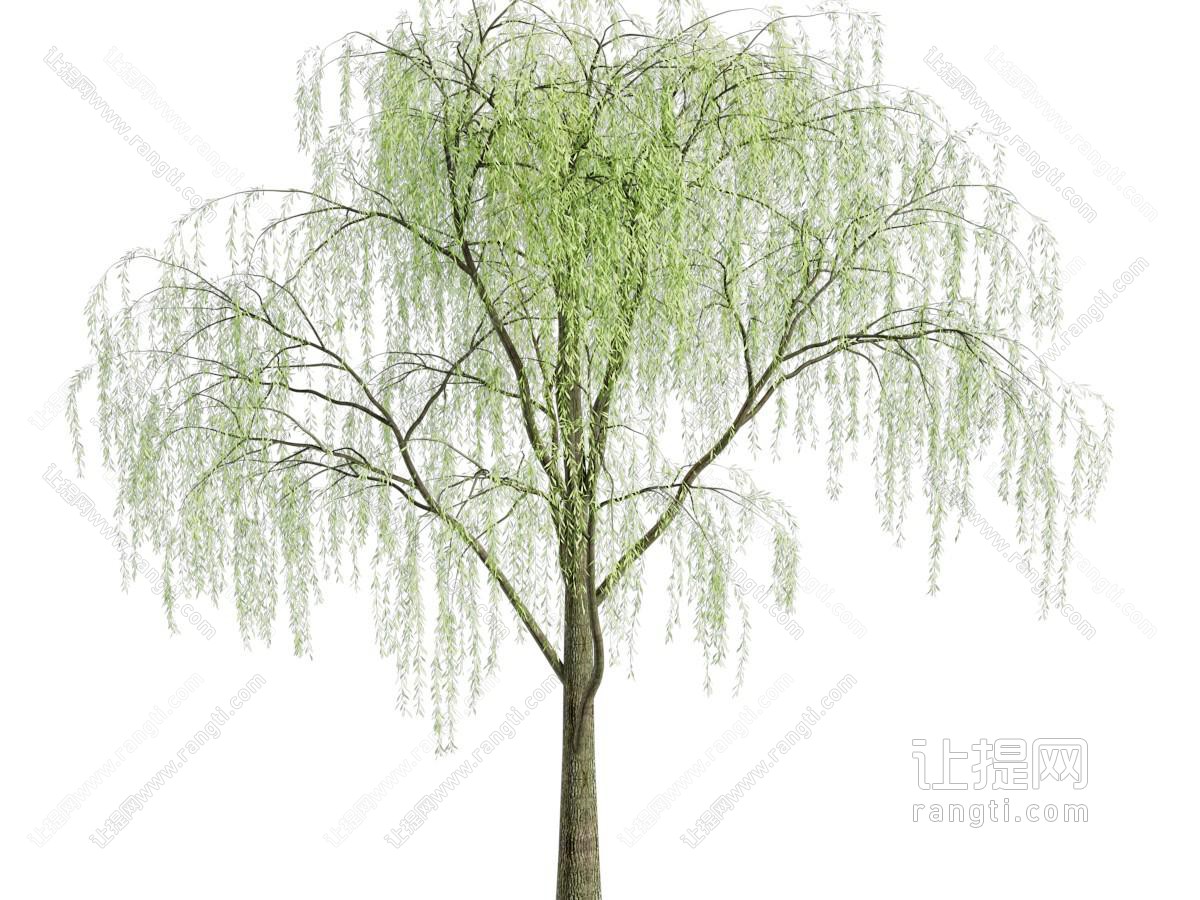 现代垂丝柳树