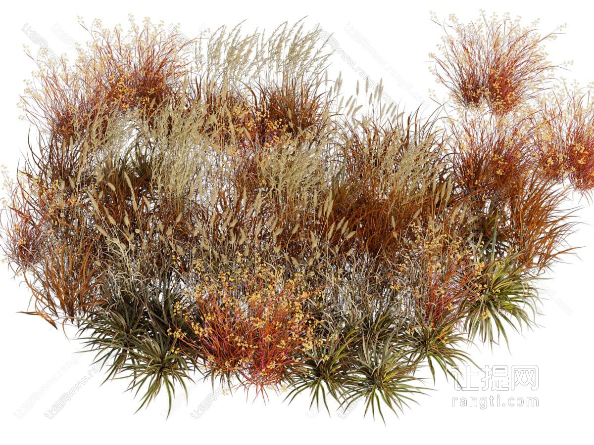 现代花草花卉植物