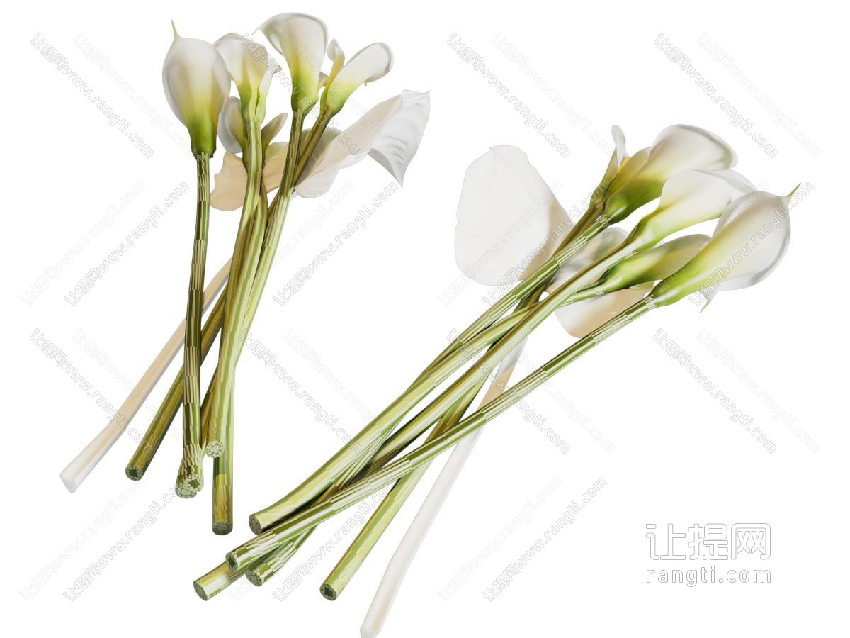 现代马蹄莲花卉