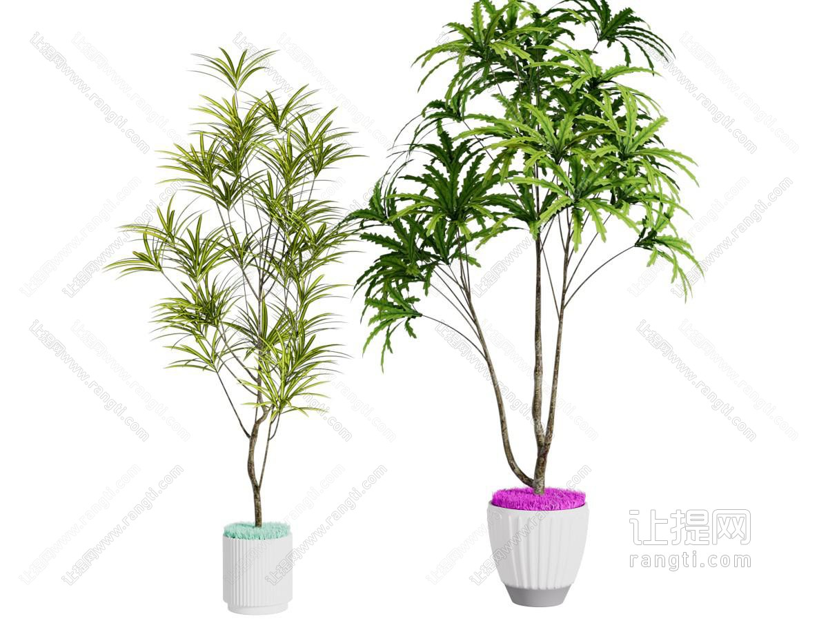 现代花盆盆景盆栽植物