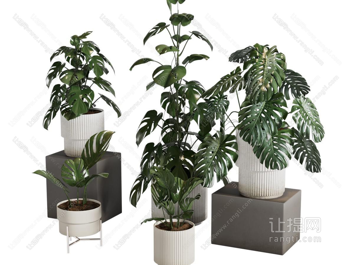现代花盆盆景盆栽植物