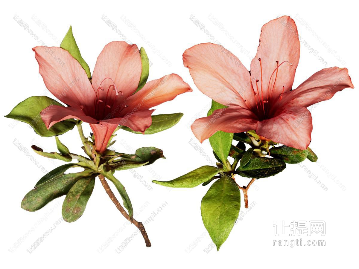 现代花卉花草植物