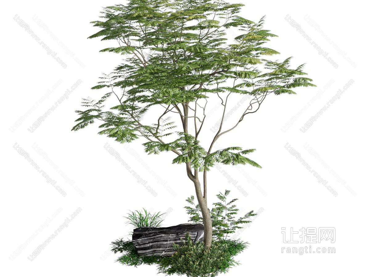 现代景观树木