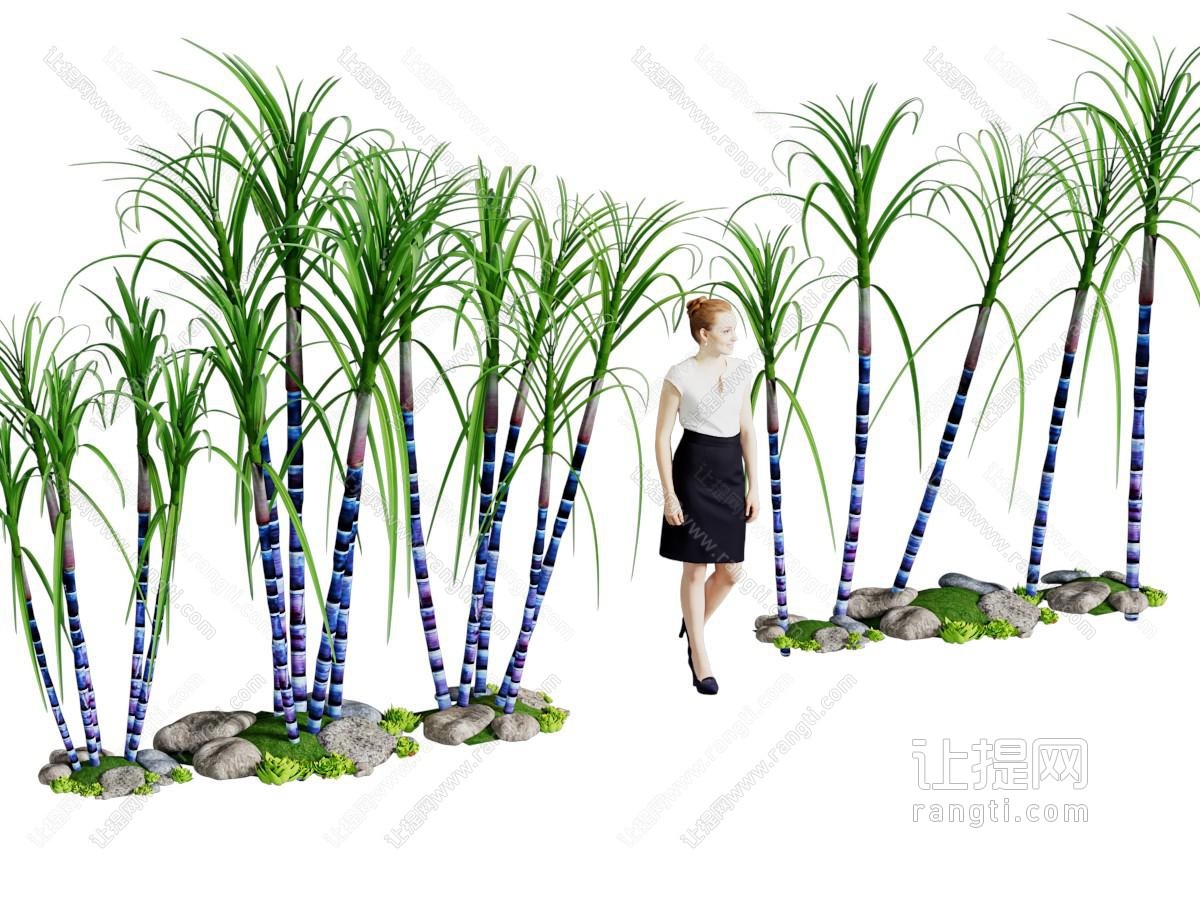 现代甘蔗 花草植物