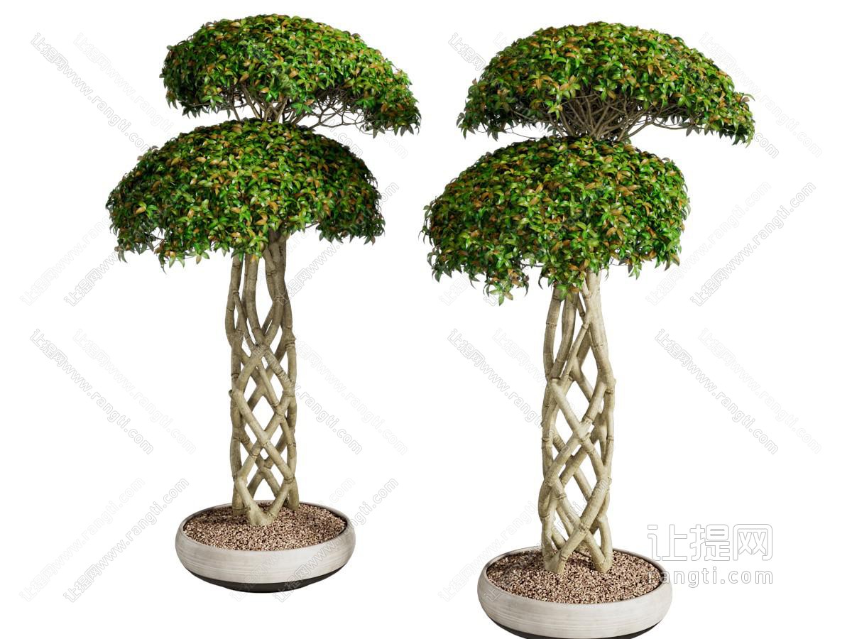 现代花盆树木盆景盆栽植物