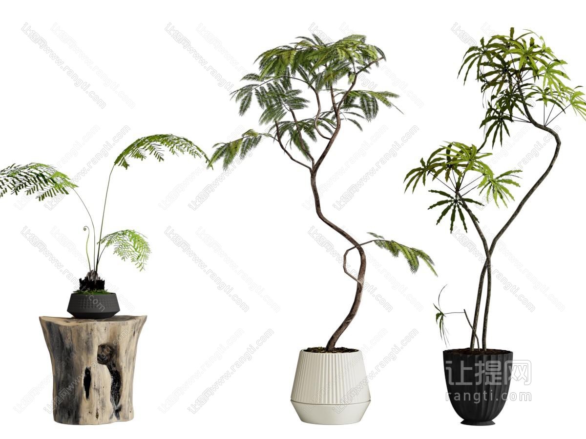 现代花盆盆景盆栽植物