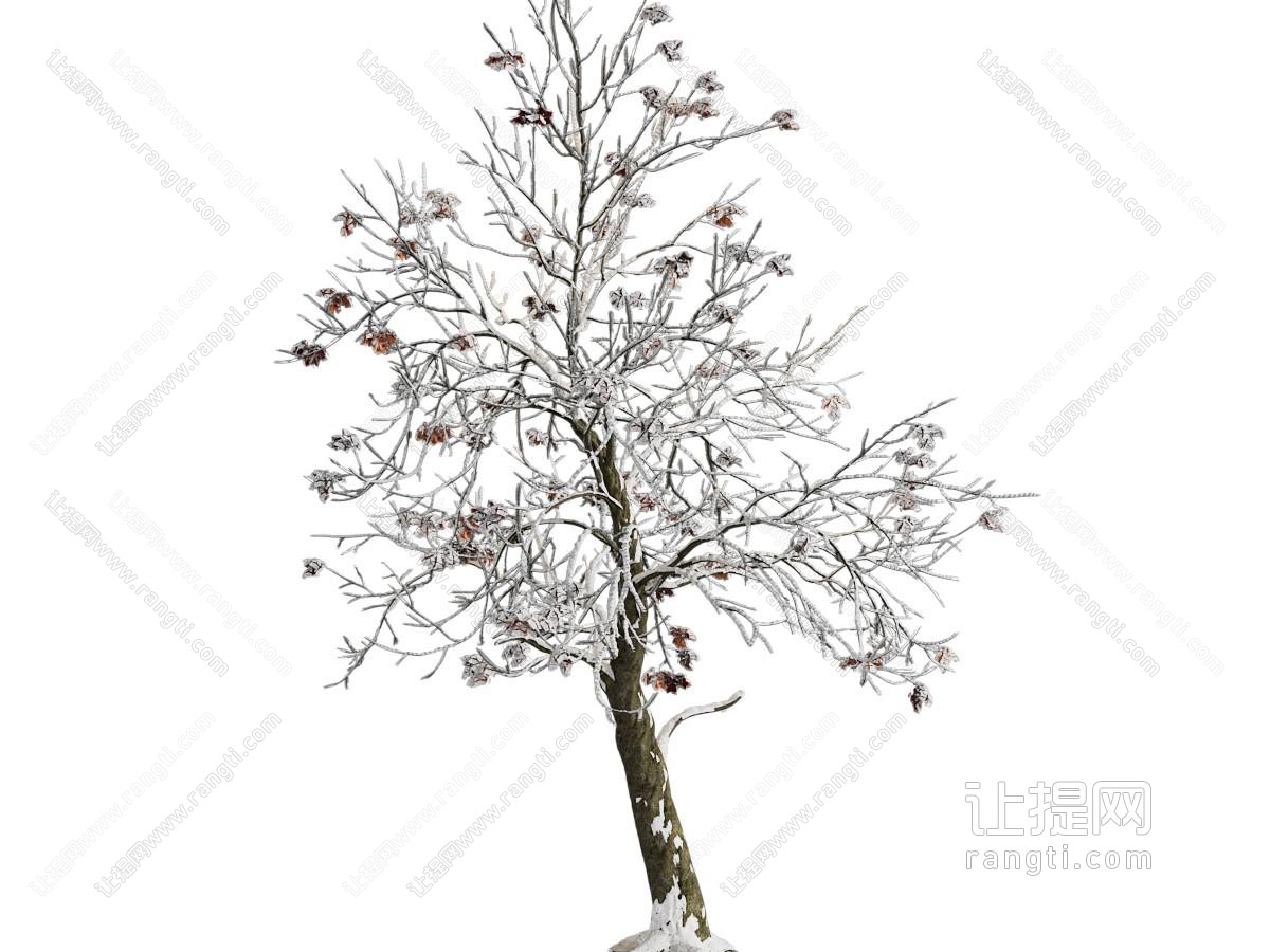 现代盖满白雪的树木
