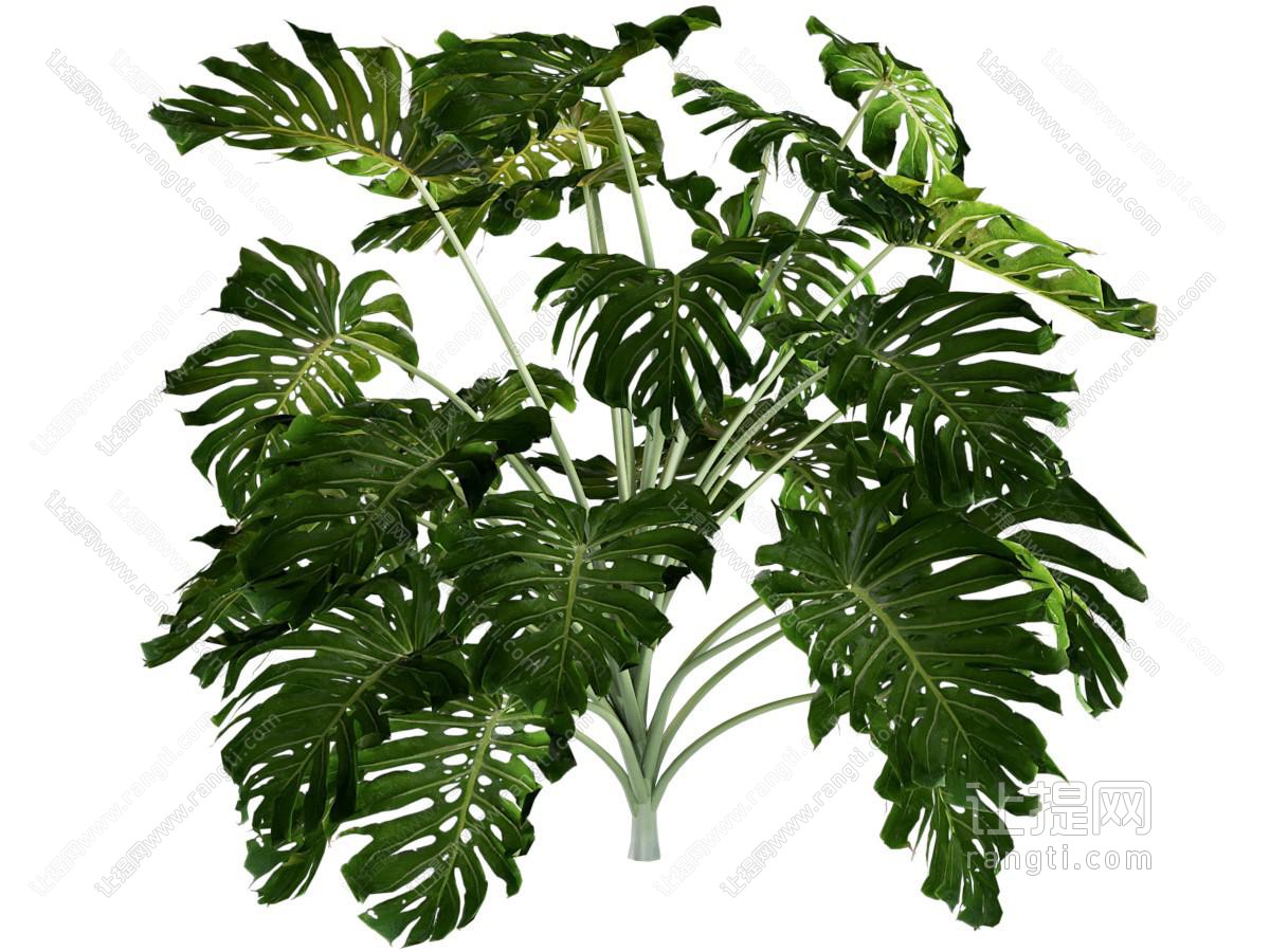 现代龟背竹植物盆景盆栽植物