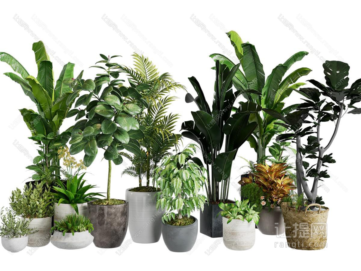 现代花盆盆景盆栽植物