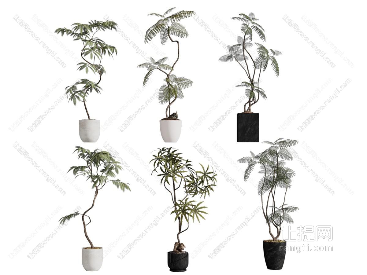 现代花盆盆景盆栽植物