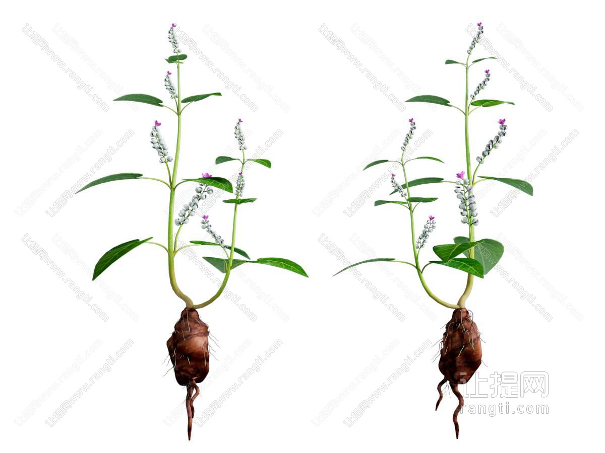 现代带着根茎的中草药 花草植物