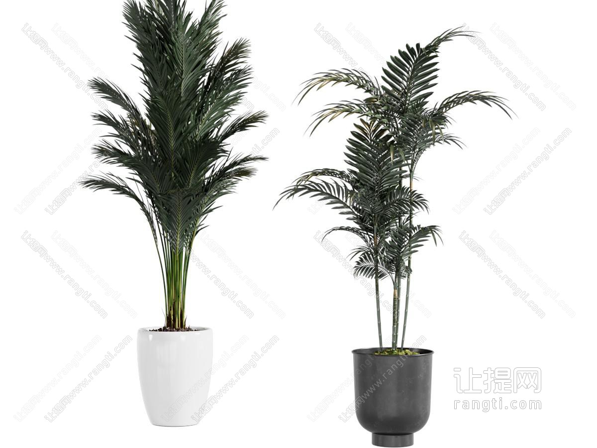 现代花盆盆景盆栽植物
