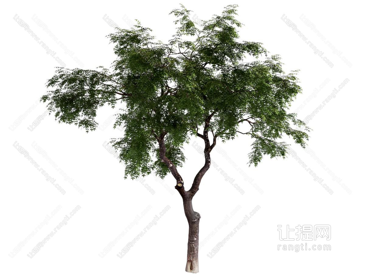 现代景观树木