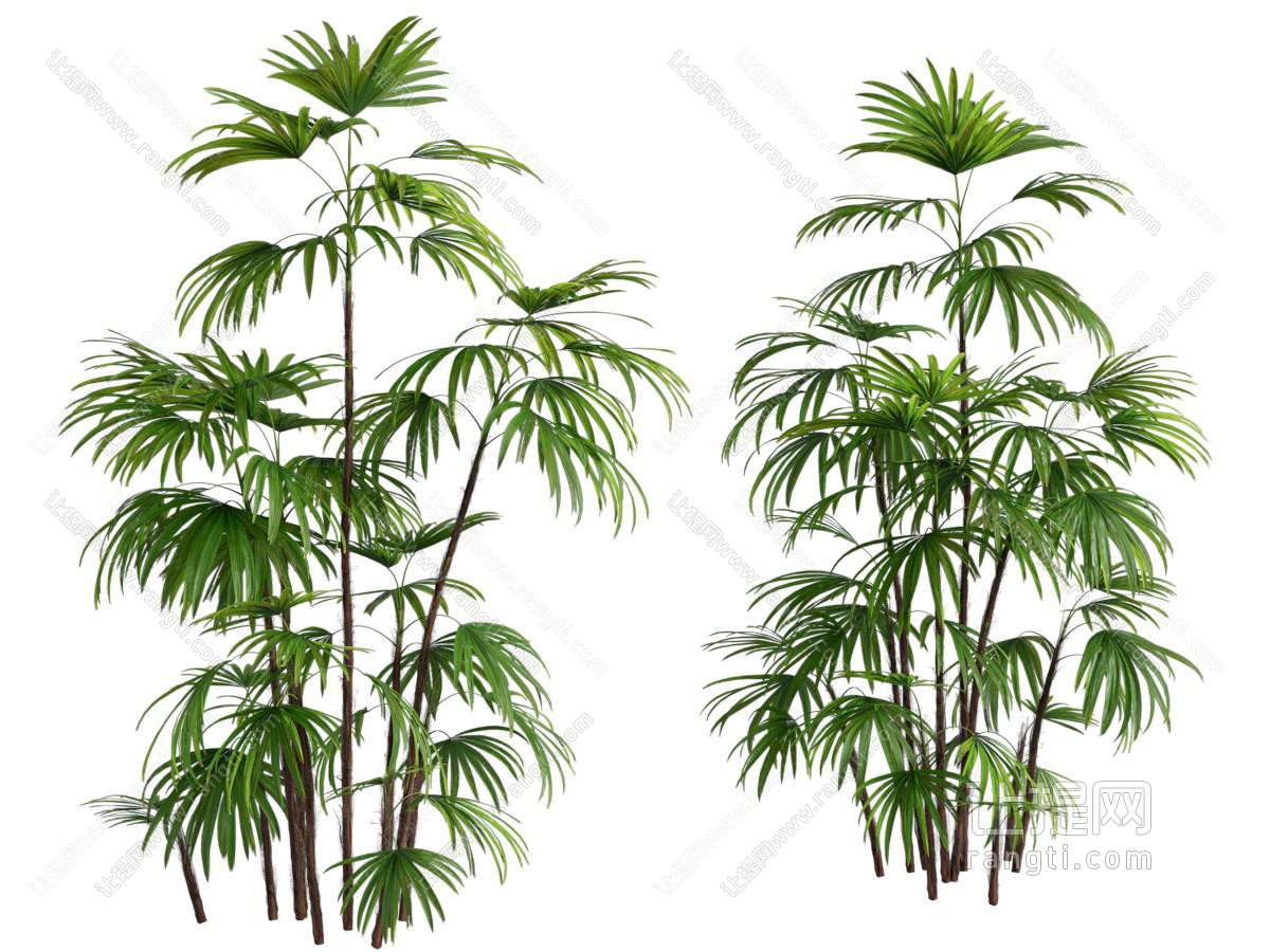 新中式竹子植物