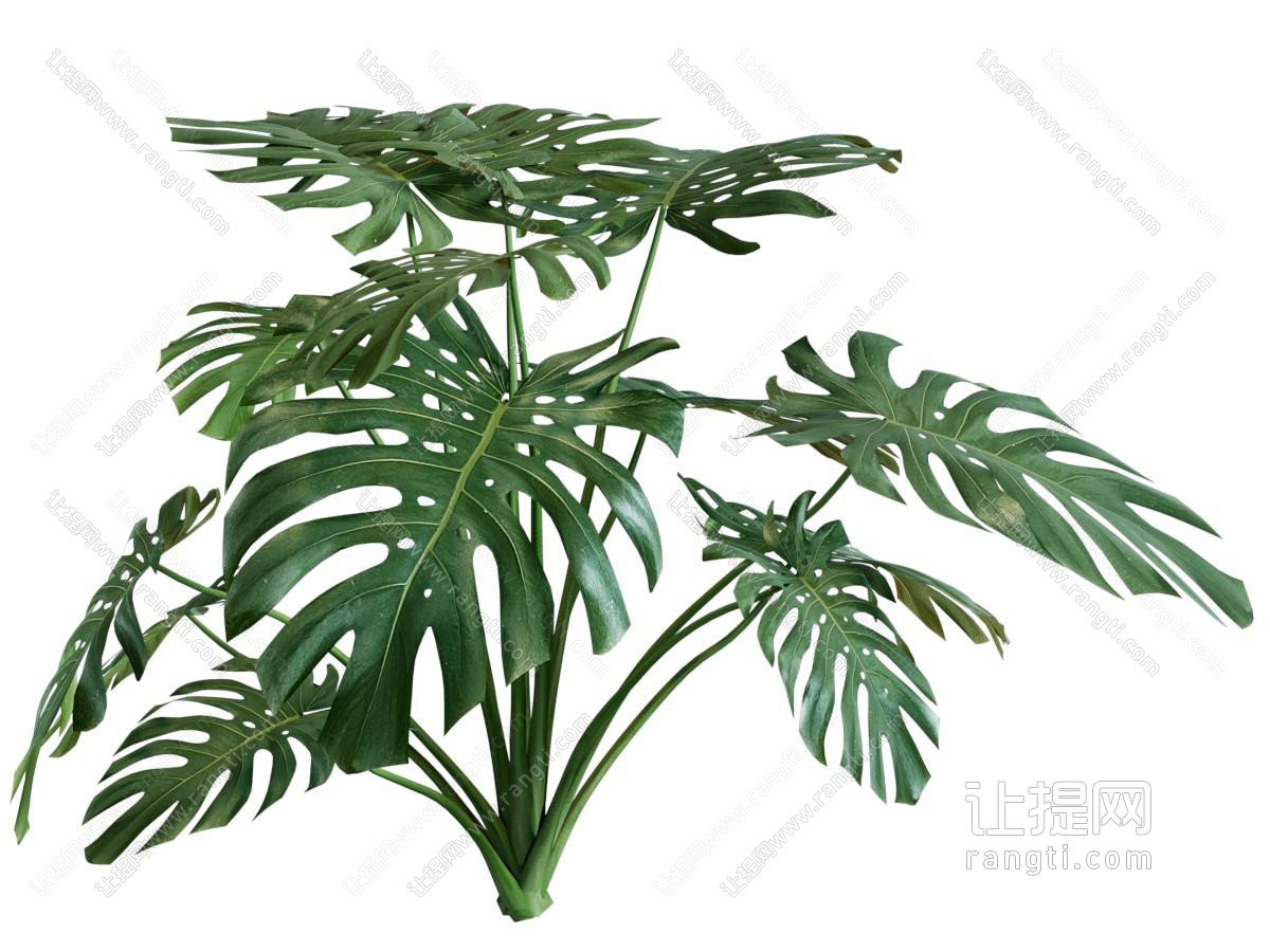 现代龟背竹花草植物