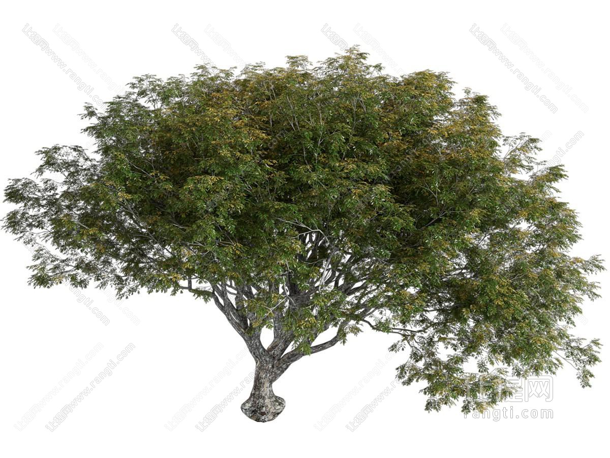 现代景观树木