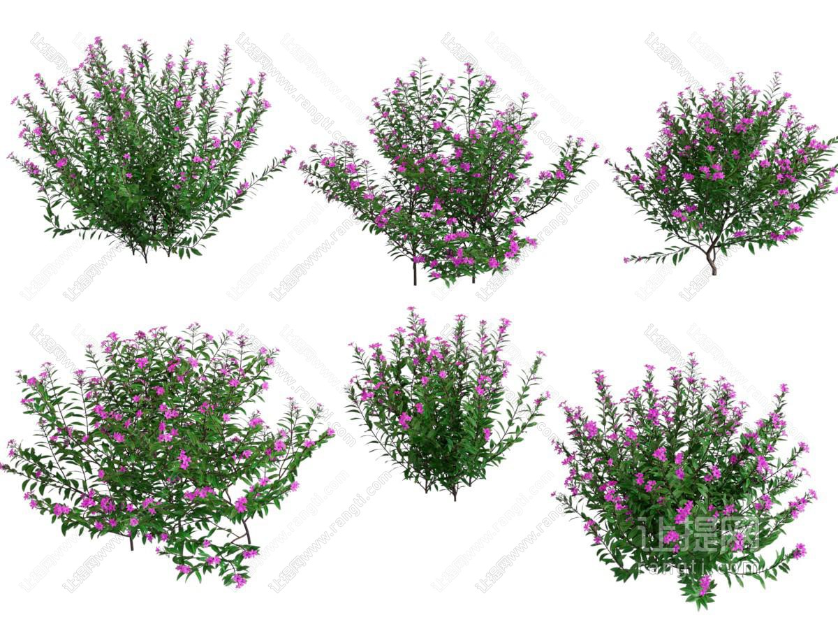 现代开着花朵的灌木 花草花卉植物