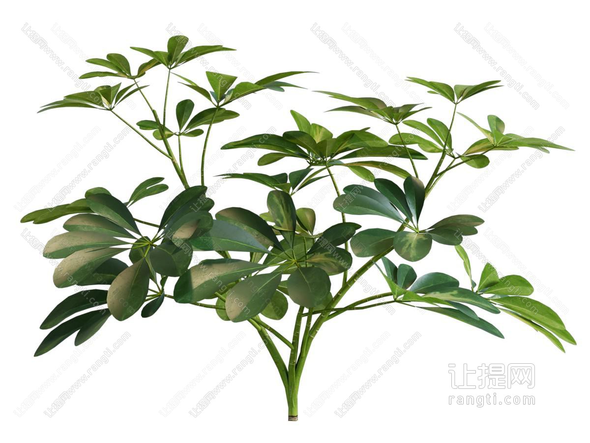 现代发财树 灌木丛植物