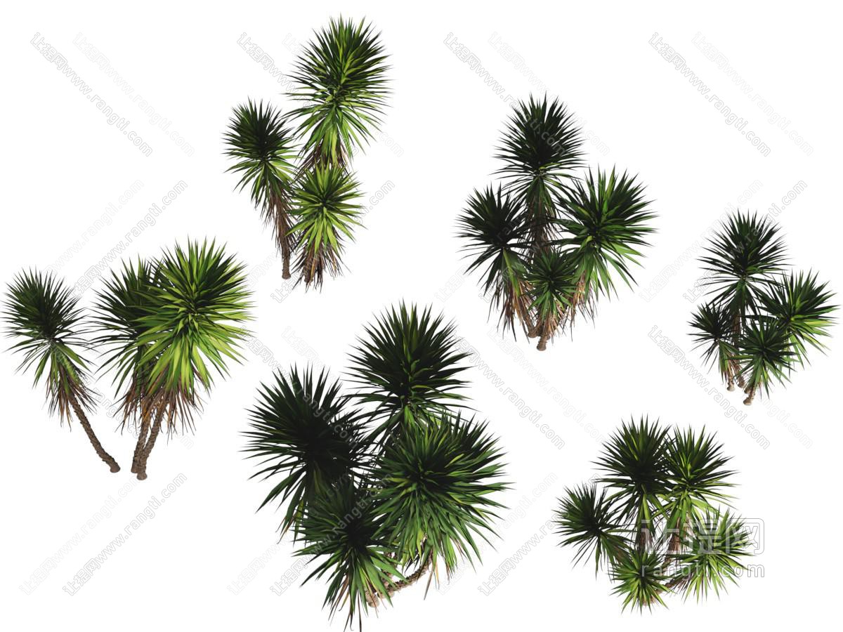 现代灌木丛植物