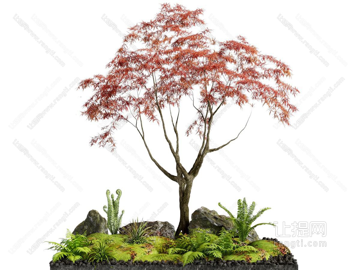 现代枫树 植被 石头景观园艺小品