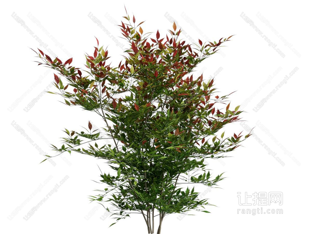 现代灌木丛植物