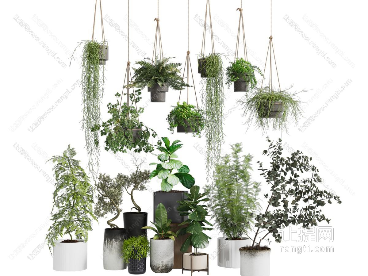 现代吊篮绿植 盆景盆栽植物