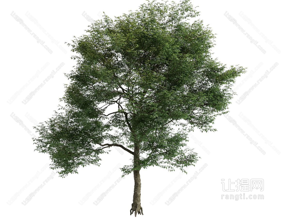 现代景观树木
