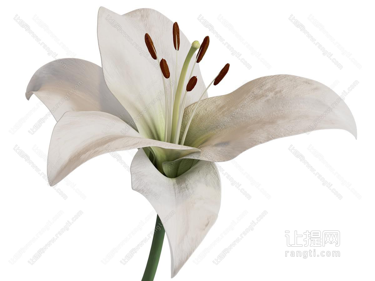 现代百合花 花草花卉植物