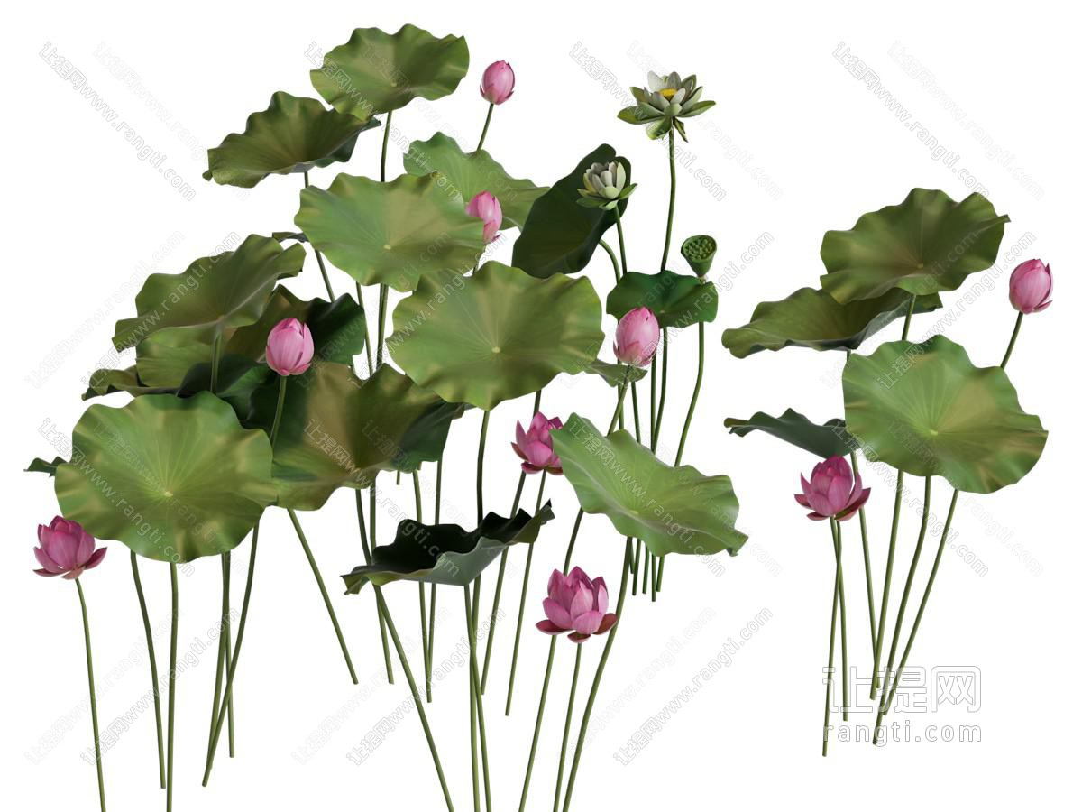 现代荷叶荷花 水生花草植物