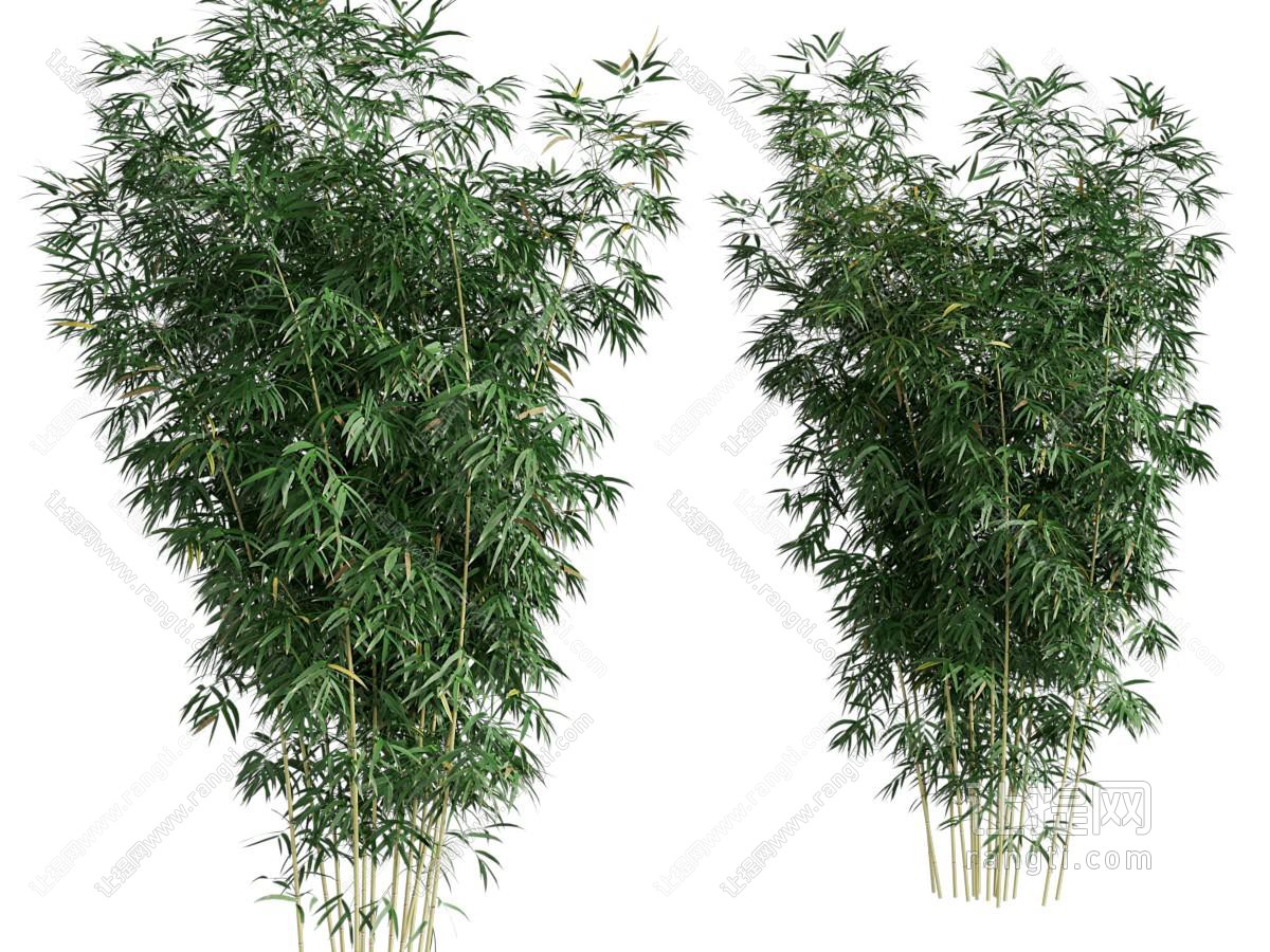 新中式竹子丛植物