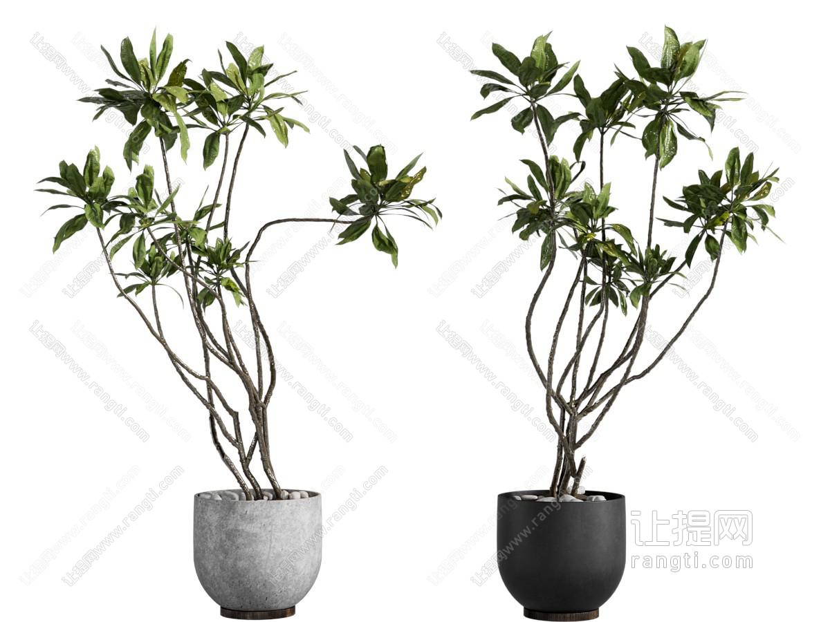 现代花盆盆景盆栽植物
