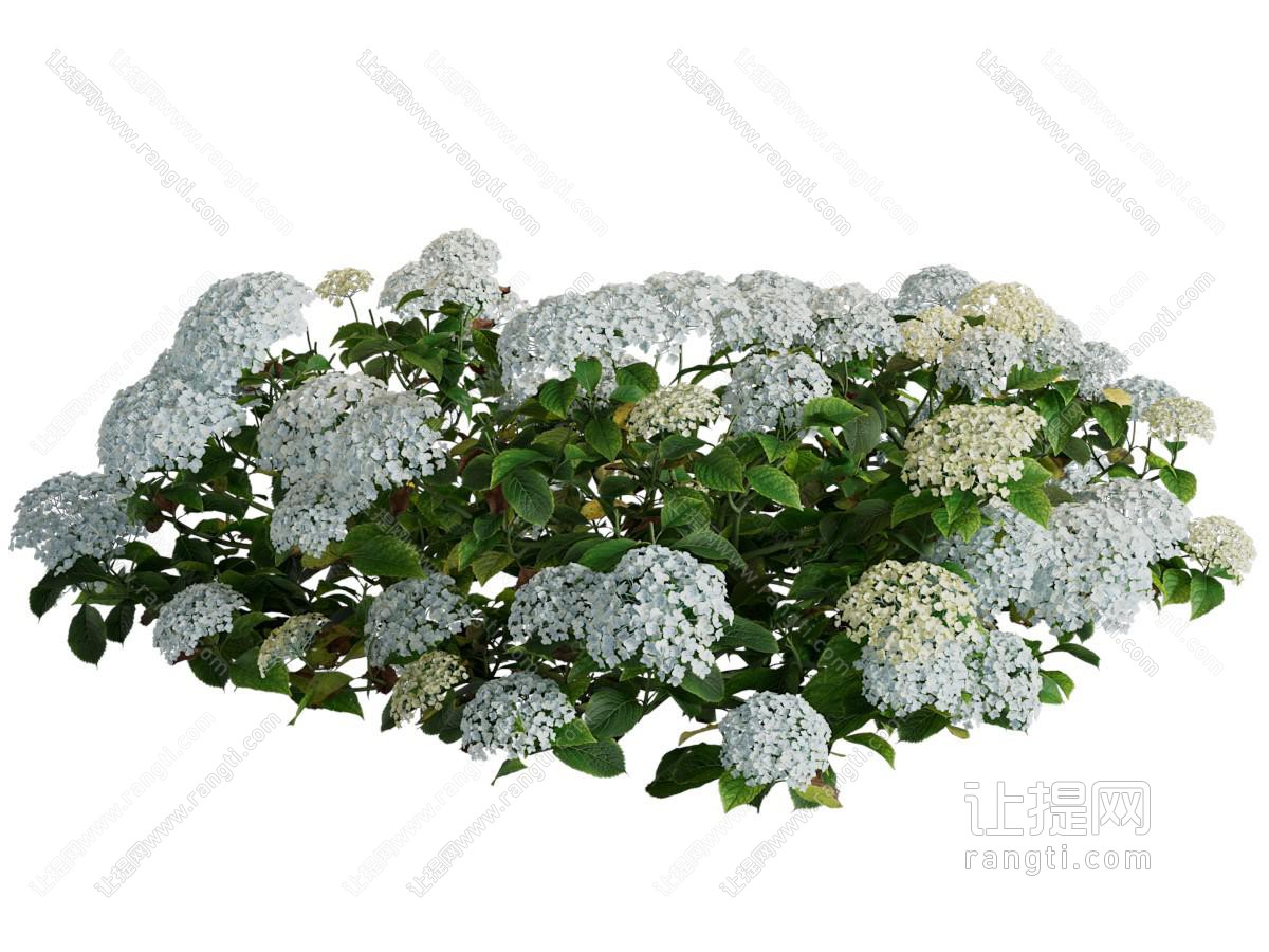 现代绣球花 花草花卉植物