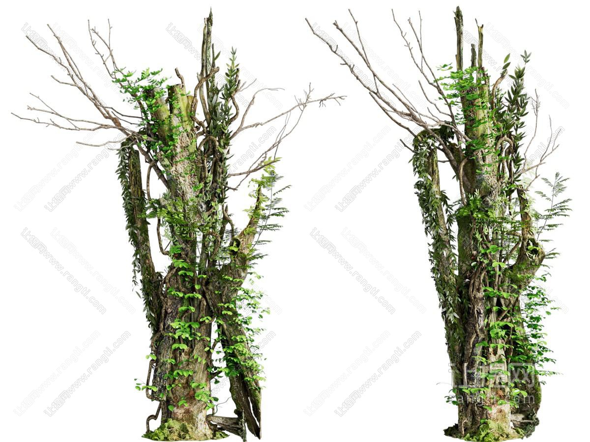 现代枯树 藤蔓植物
