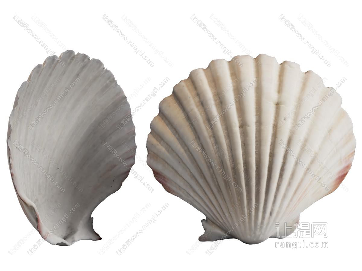 现代贝壳 摆件组合