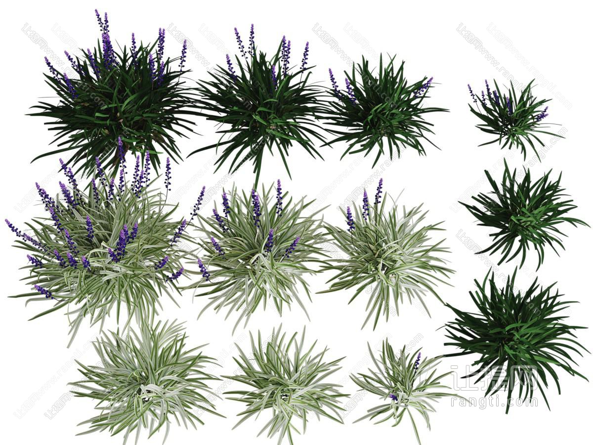 现代花草花卉植物