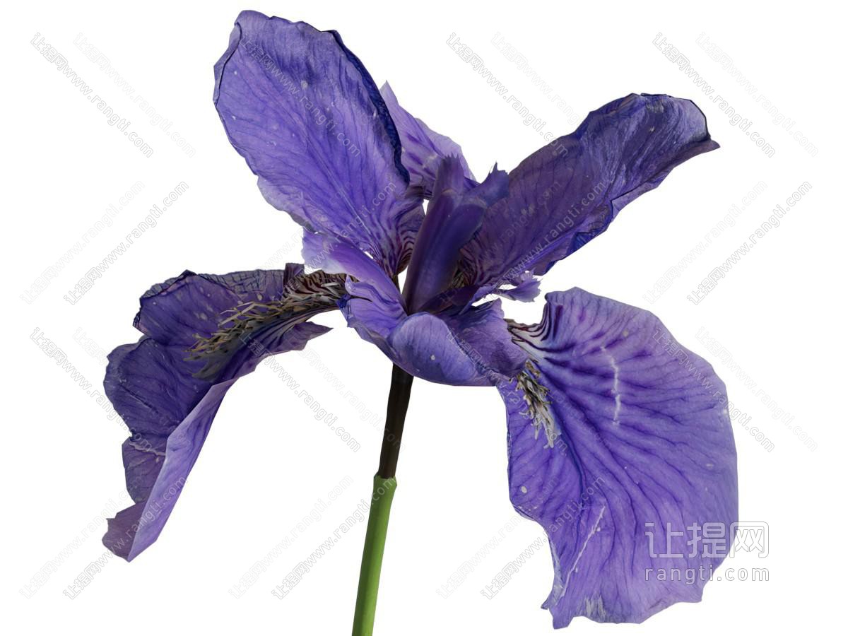 现代花卉 花草植物