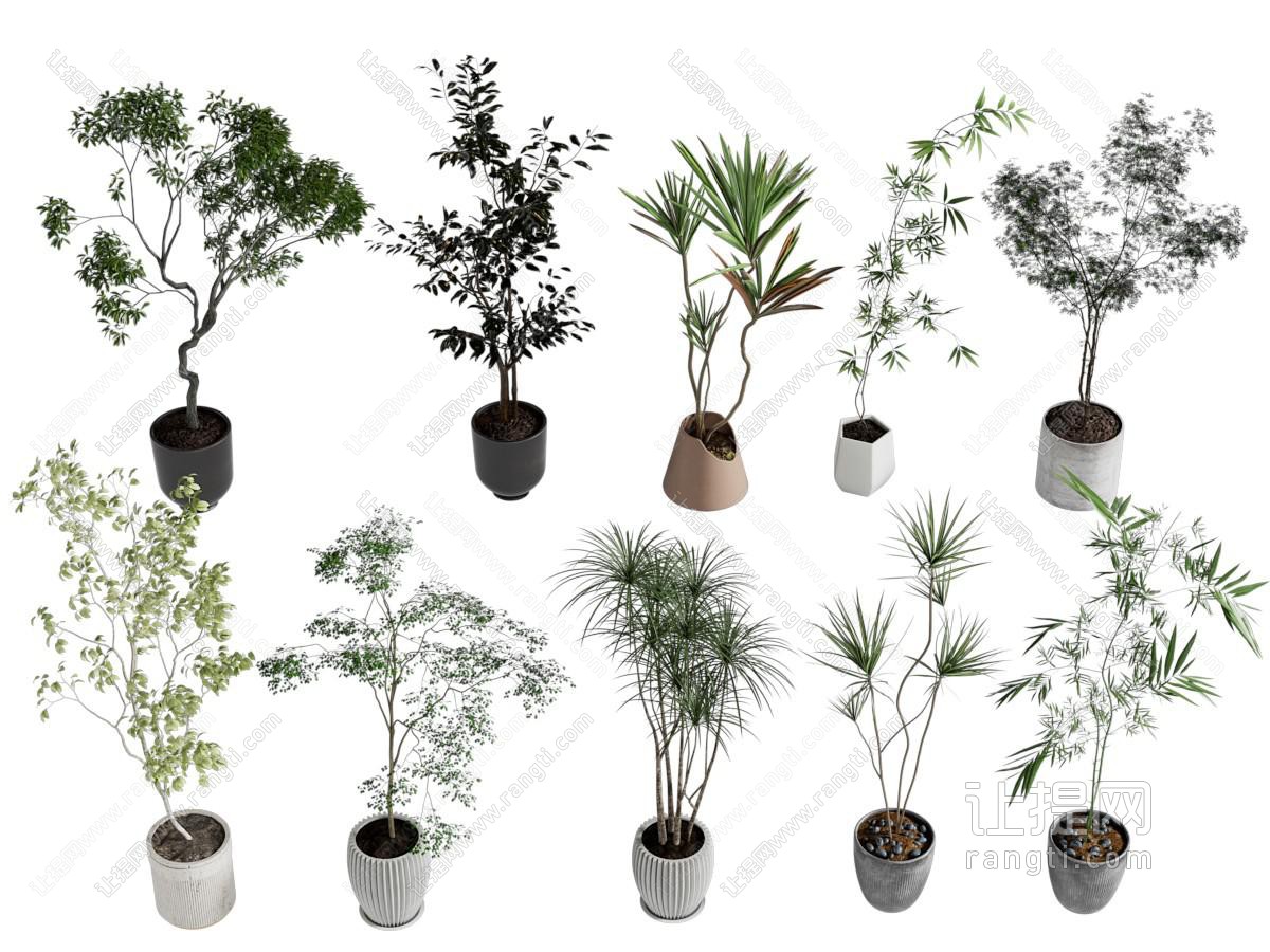 现代花盆盆景盆栽植物