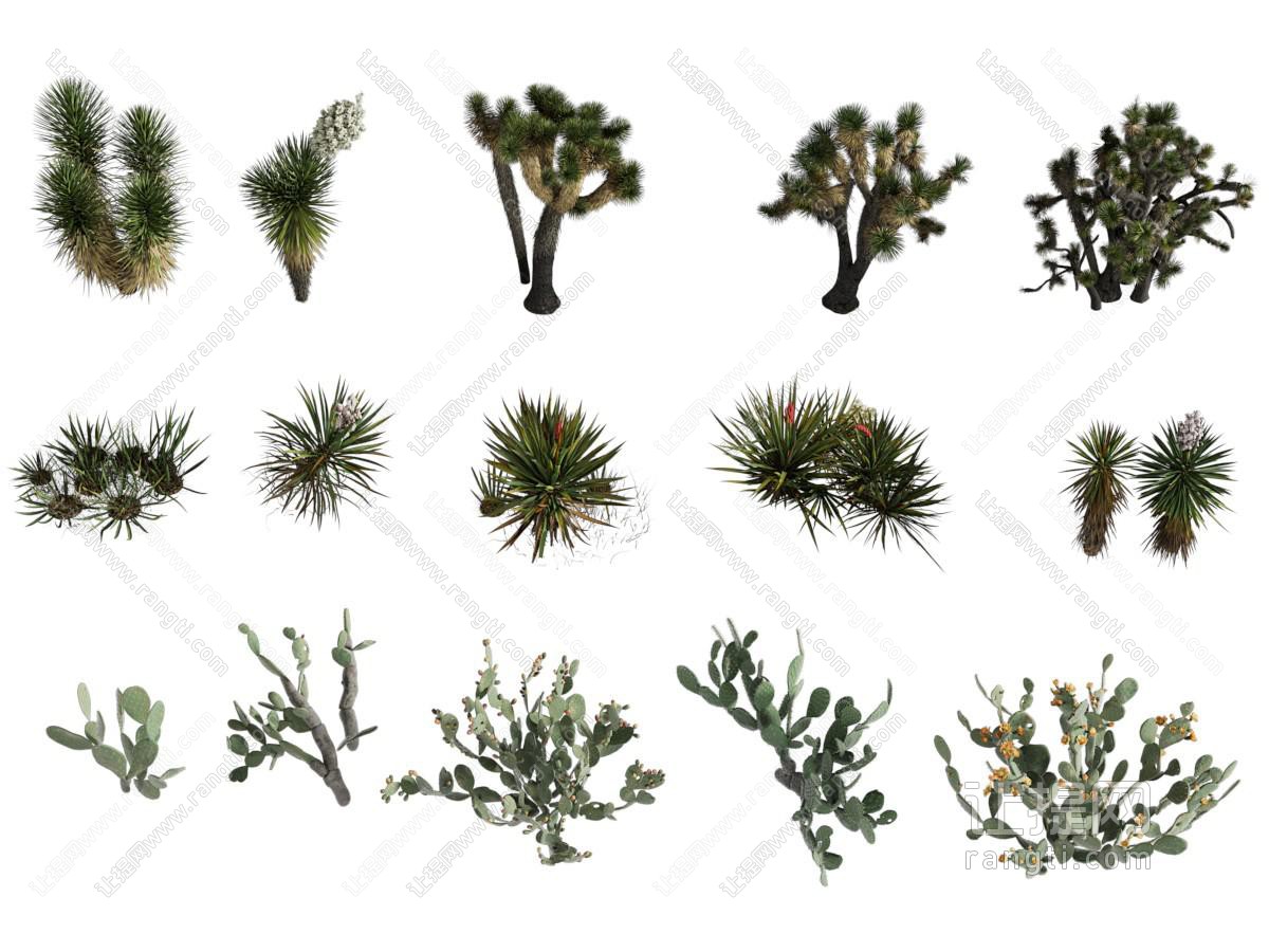 现代仙人掌 多肉 花草植物