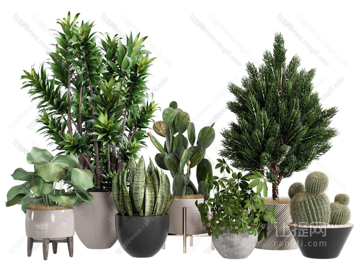 现代花盆盆景盆栽植物
