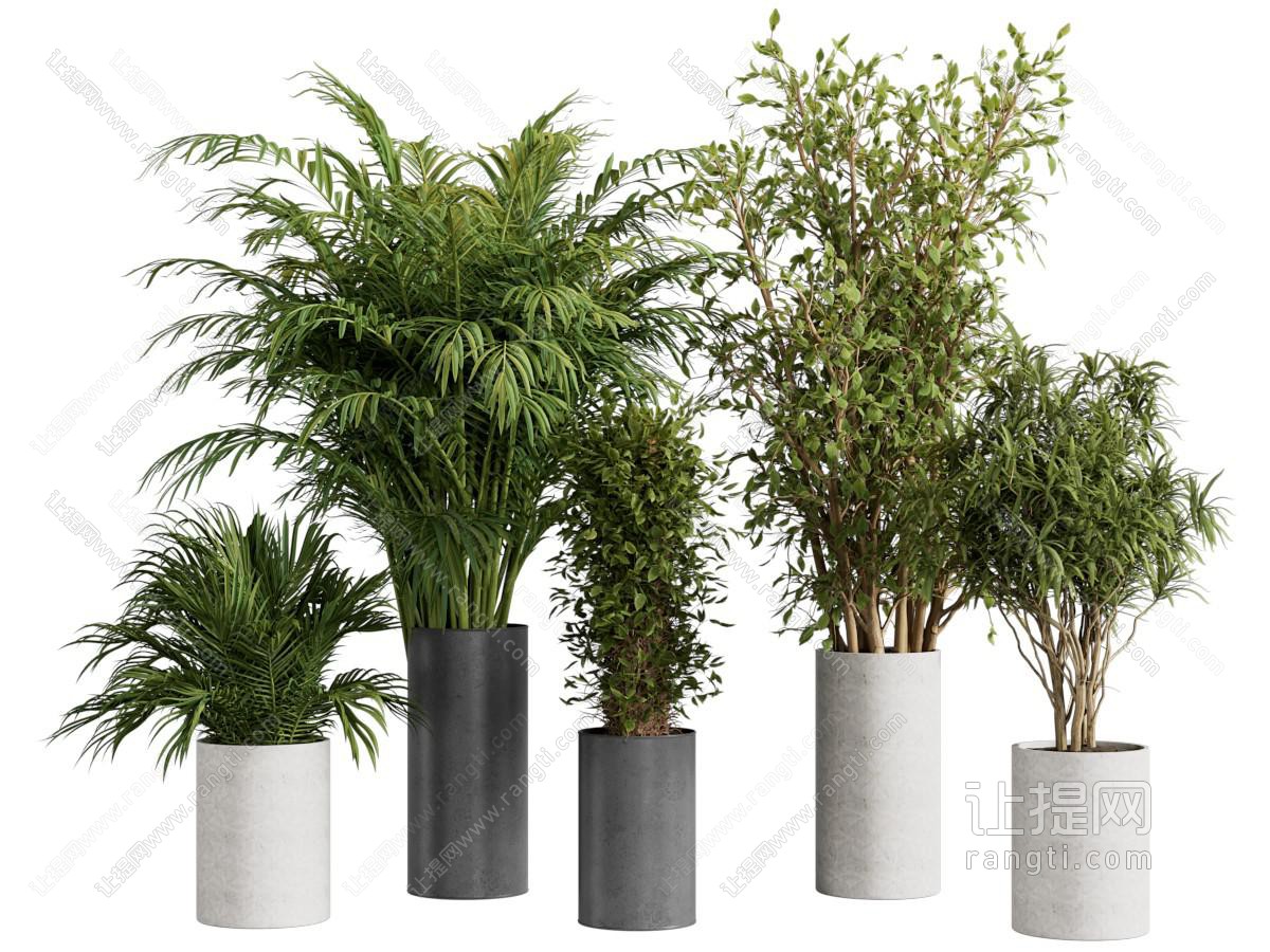 现代花盆盆景盆栽植物