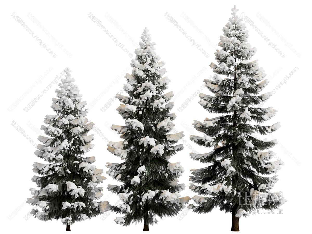 现代被雪盖满了的松树