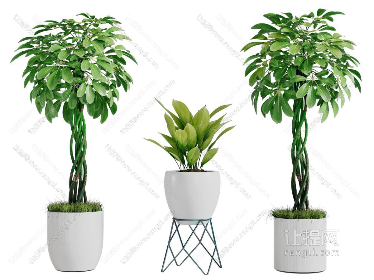现代花盆盆景盆栽植物
