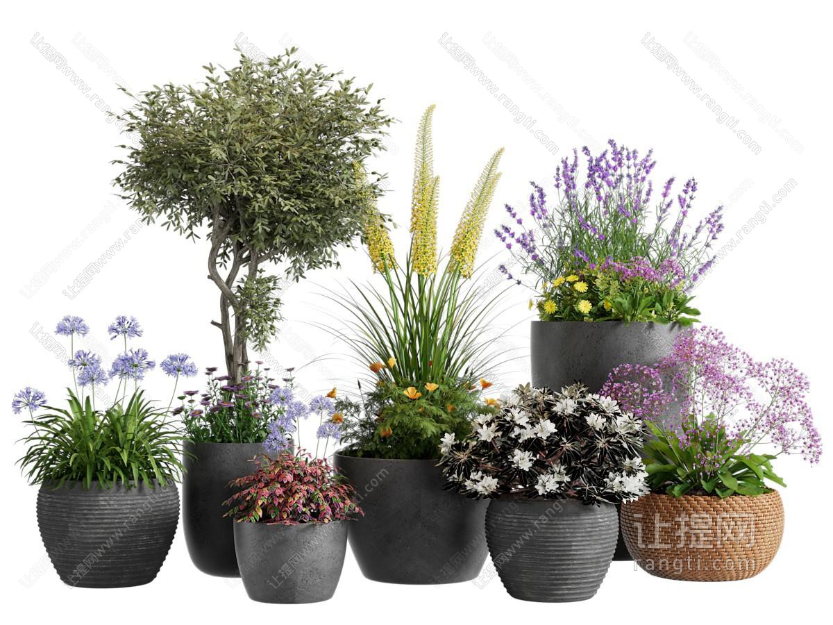 现代花盆盆景盆栽植物