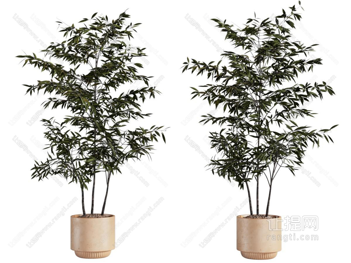 现代花盆竹子盆景盆栽植物