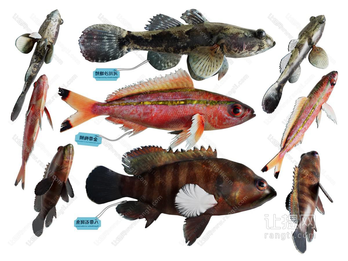 现代石斑鱼 海洋生物 水生动物