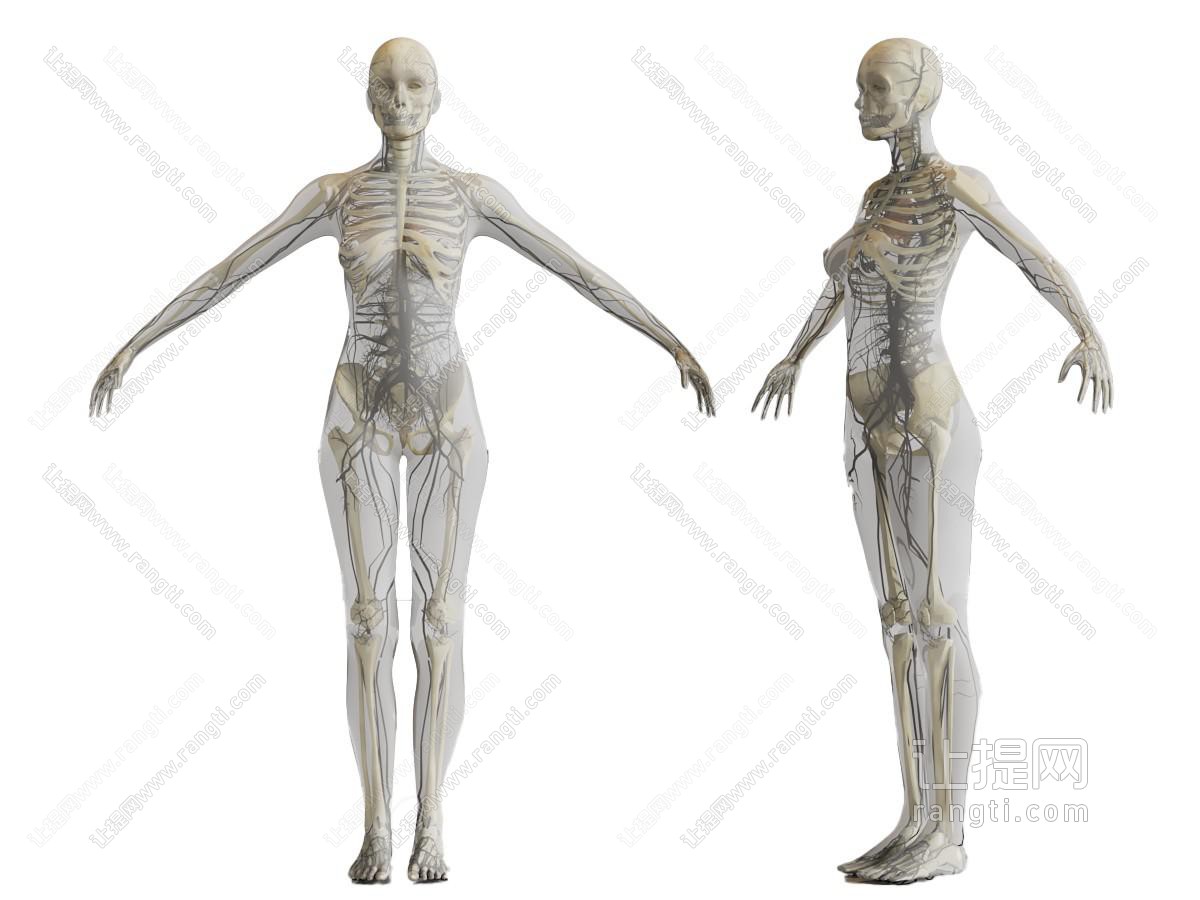 现代人体循环结构 医疗器械