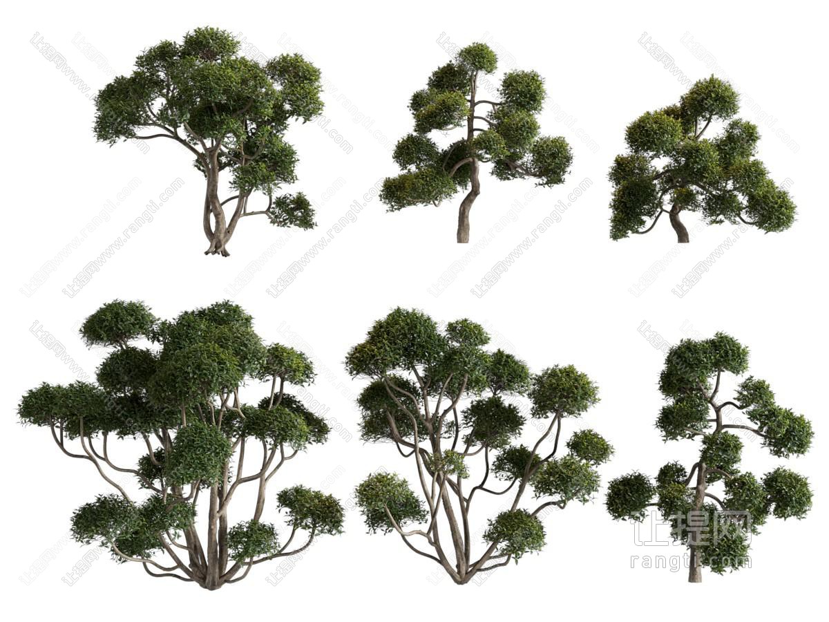 现代景观灌木植物