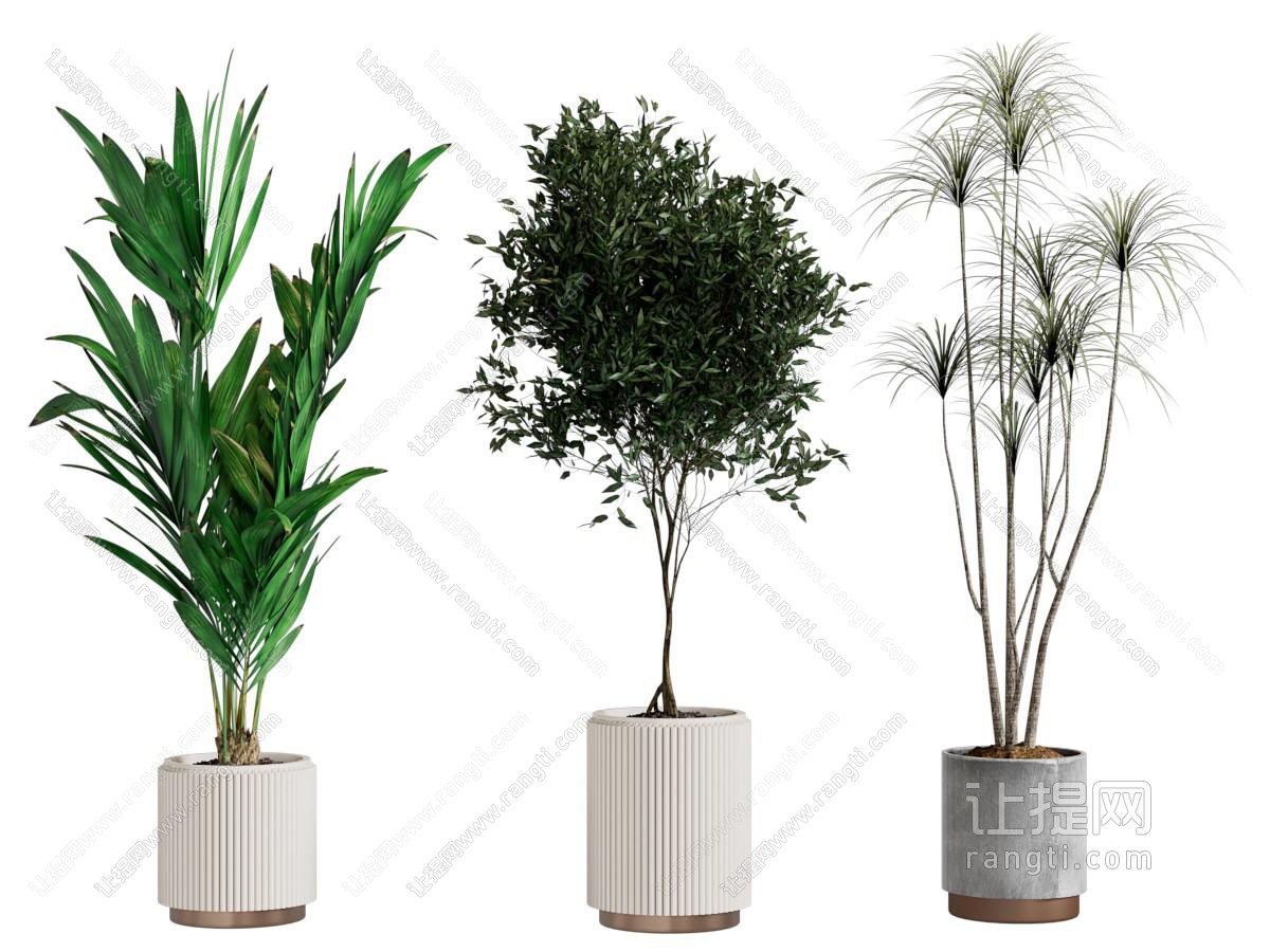 现代花盆盆景盆栽植物